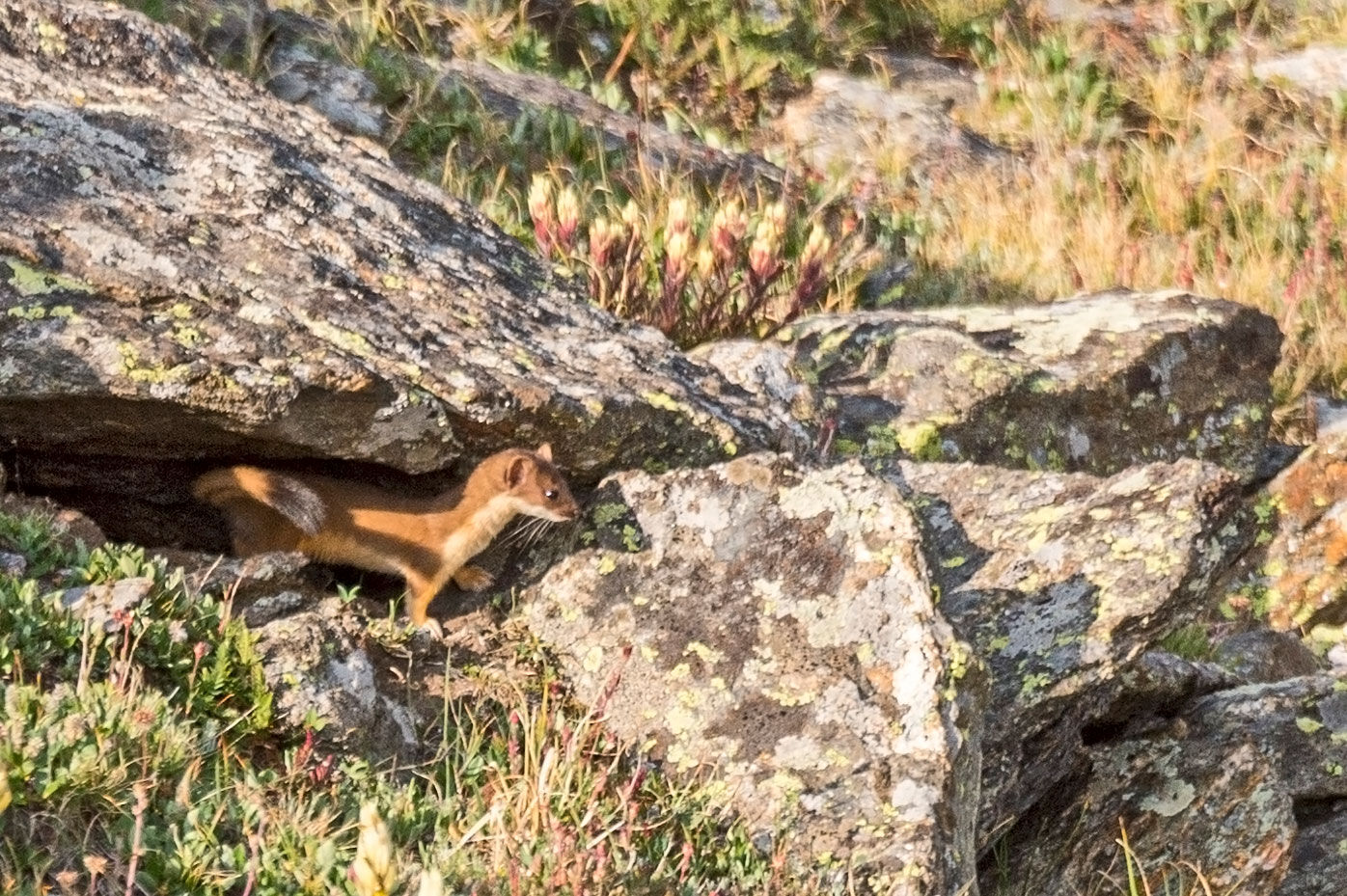 Long-tailed weasel RMNP